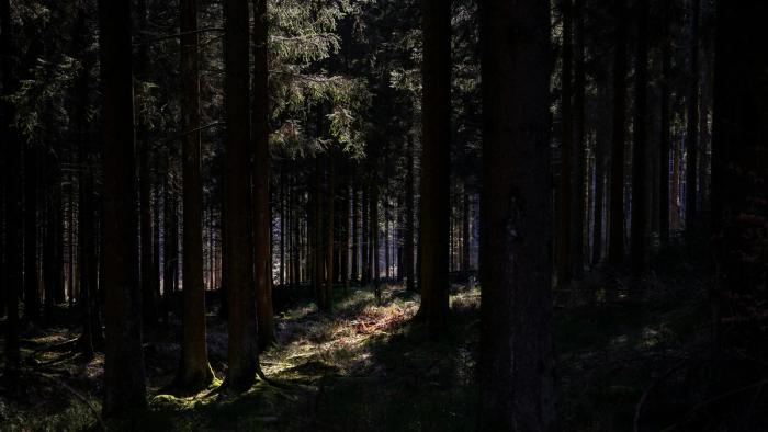 A dark forest of trees with sunlight shining through.