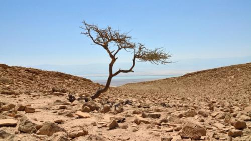 An acacia tree growing in a barren landscape.