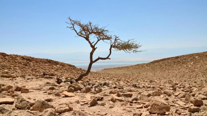 An acacia tree growing in a barren landscape.