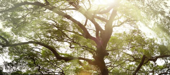 sunlight peeking through large tree