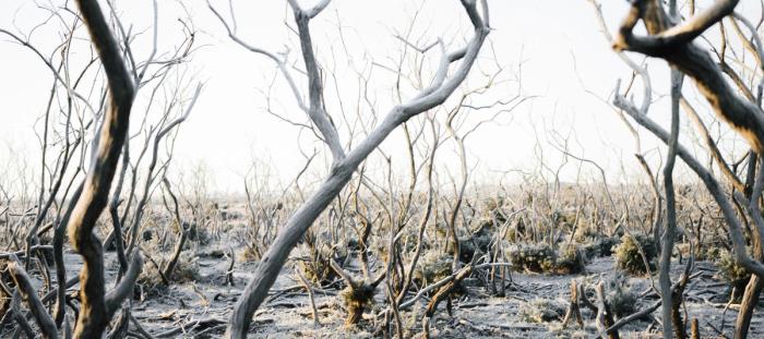 dead trees in a sandy desert