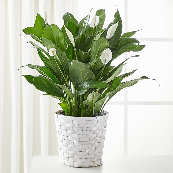 Portfolio image for Classic Floral