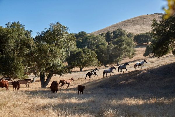 Gallery image for Las Cumbres Ranch