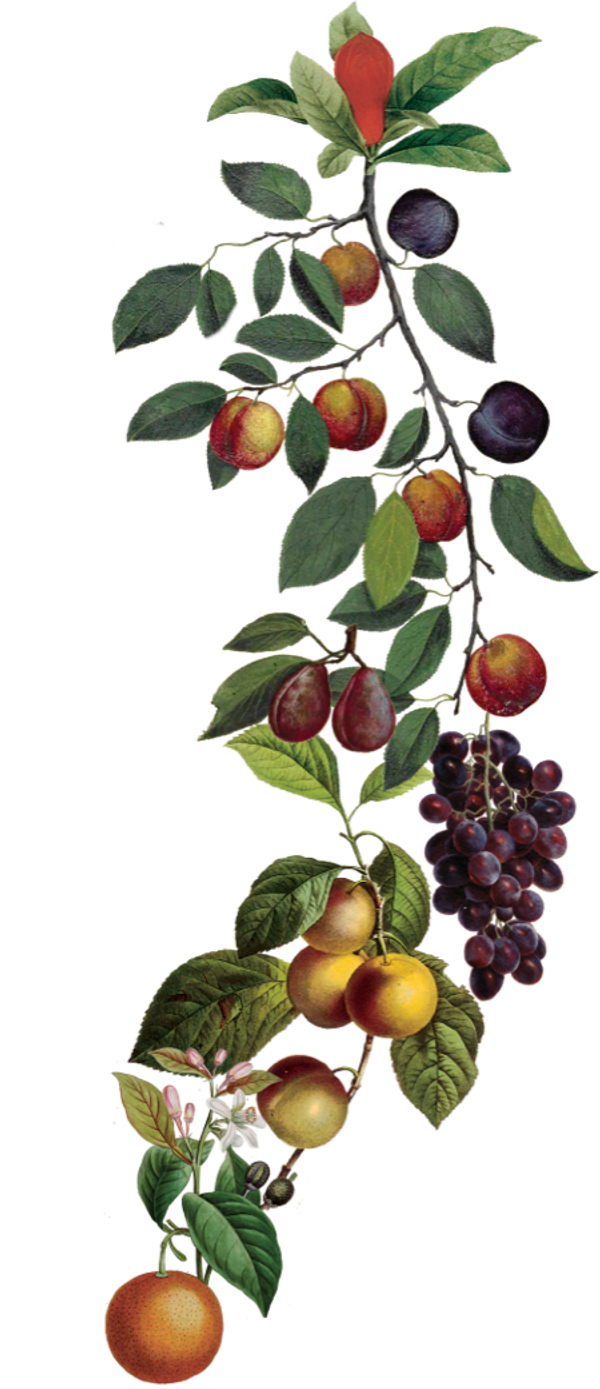 Portfolio image for Il Mercato