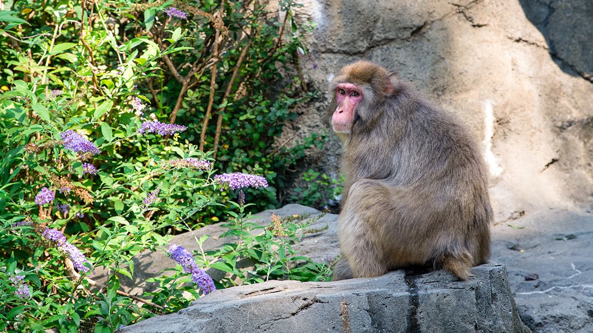 Central Park Zoo