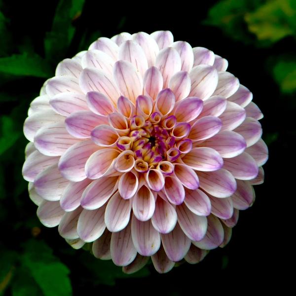 Portfolio image for Gardenwild Floral Design