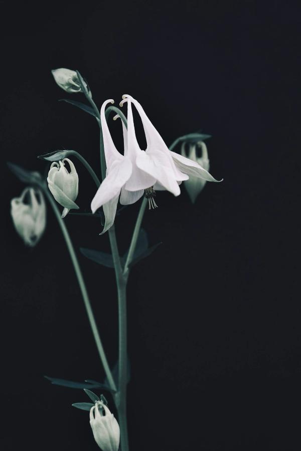 Portfolio image for Gardenwild Floral Design