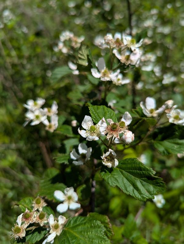 Gallery image for Blackberry Estates