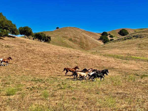 Gallery image for Las Cumbres Ranch