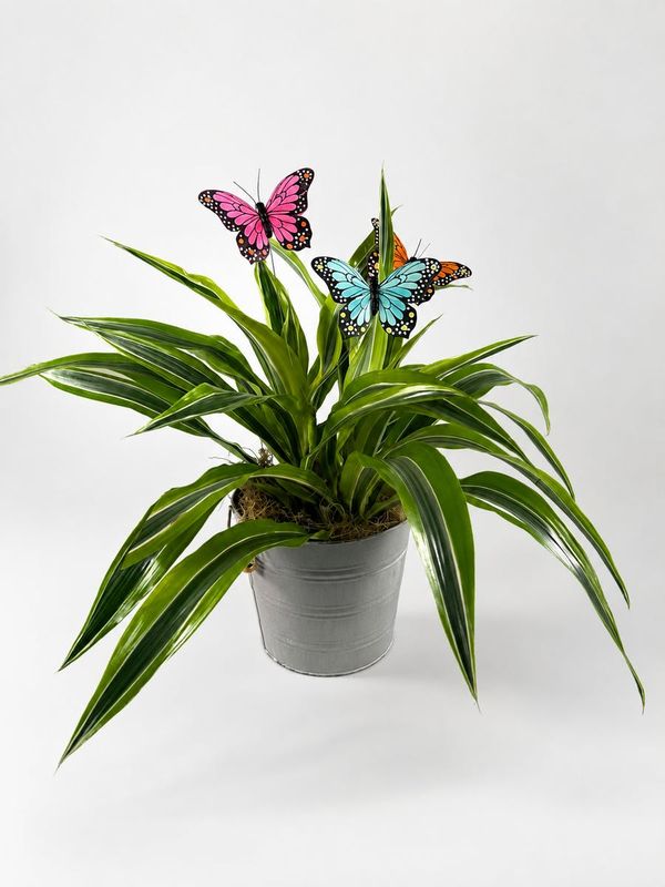 Portfolio image for Nanz and Kraft Florists