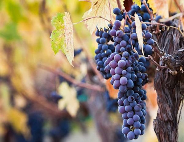 Gallery image for Carr Winery