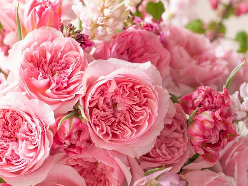 David Austin Wedding Roses
