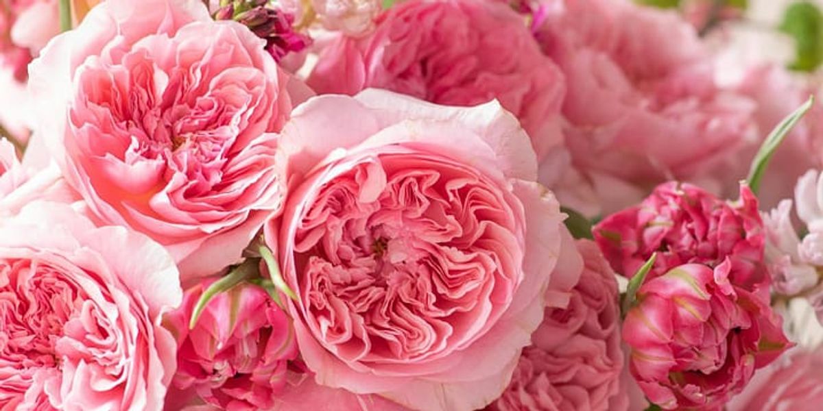 David Austin Wedding Roses