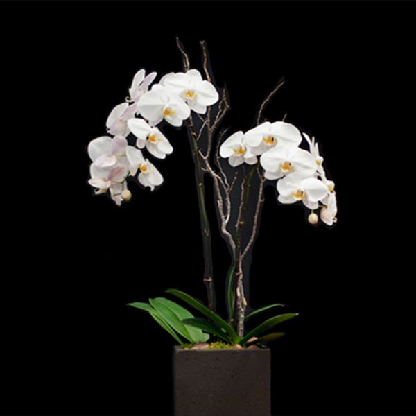 Portfolio image for Young Flowers Seattle
