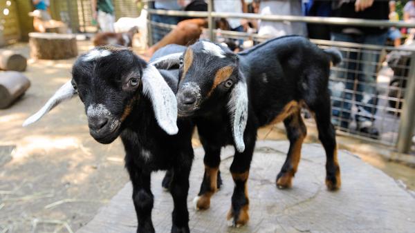 Gallery image for Central Park Zoo