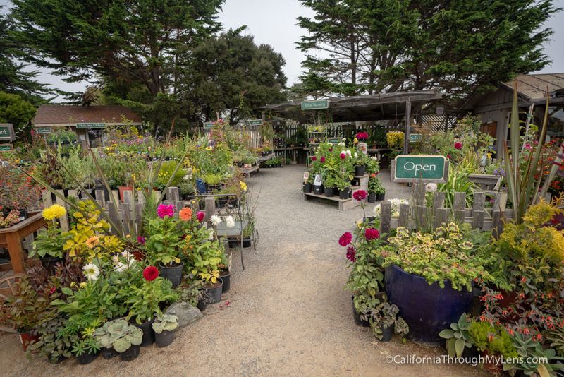 Mendocino Coast Botanical Gardens