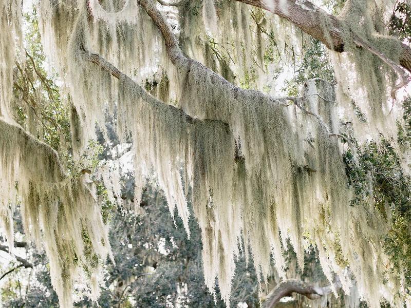 Agapae Oaks Weddings