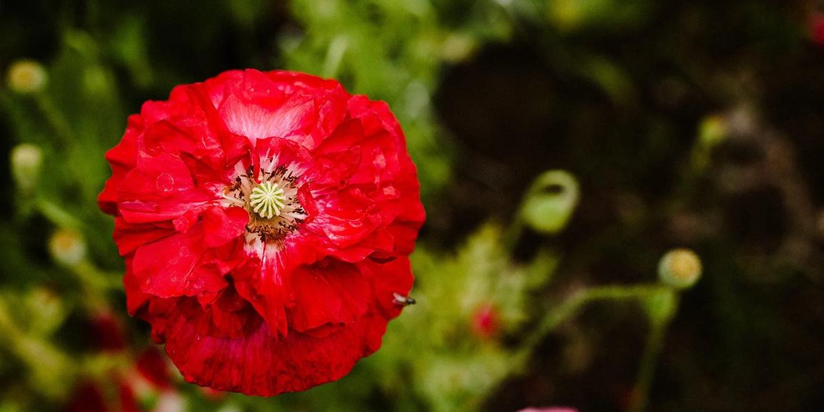 Gardenwild Floral Design