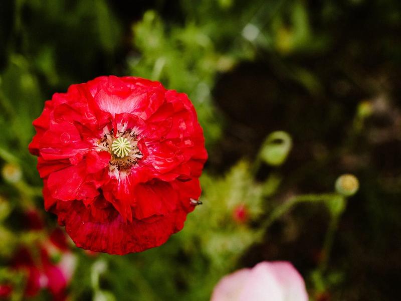 Gardenwild Floral Design