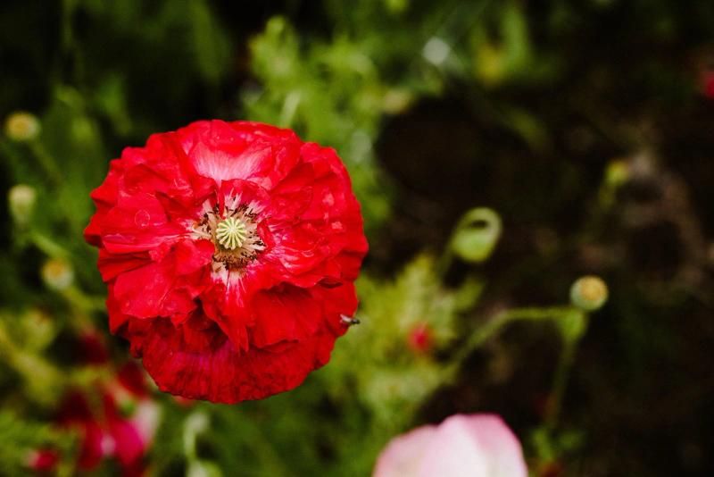 Gardenwild Floral Design