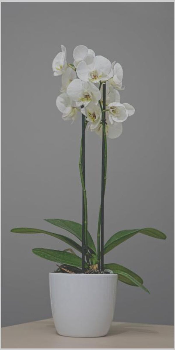 Portfolio image for Princeton Floral Design