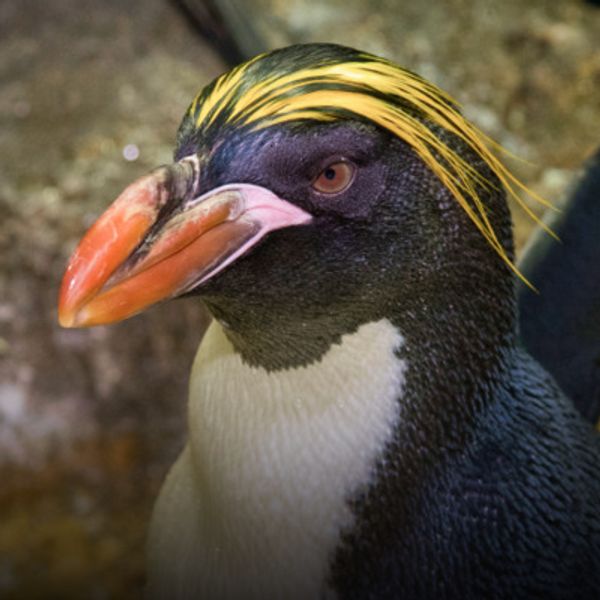 Gallery image for Central Park Zoo