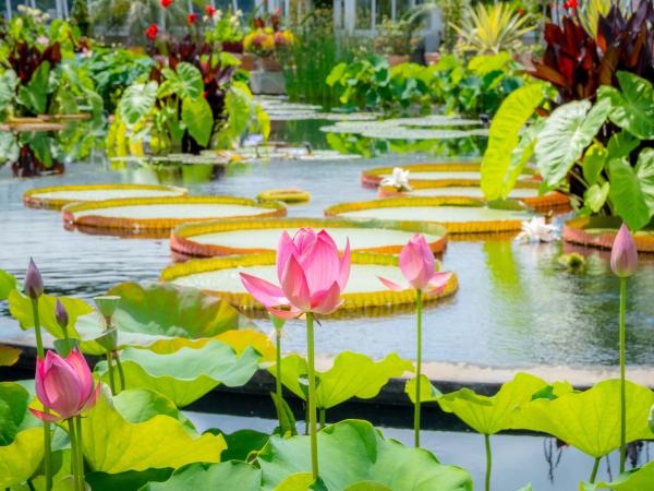 Gallery image for New York Botanical Garden