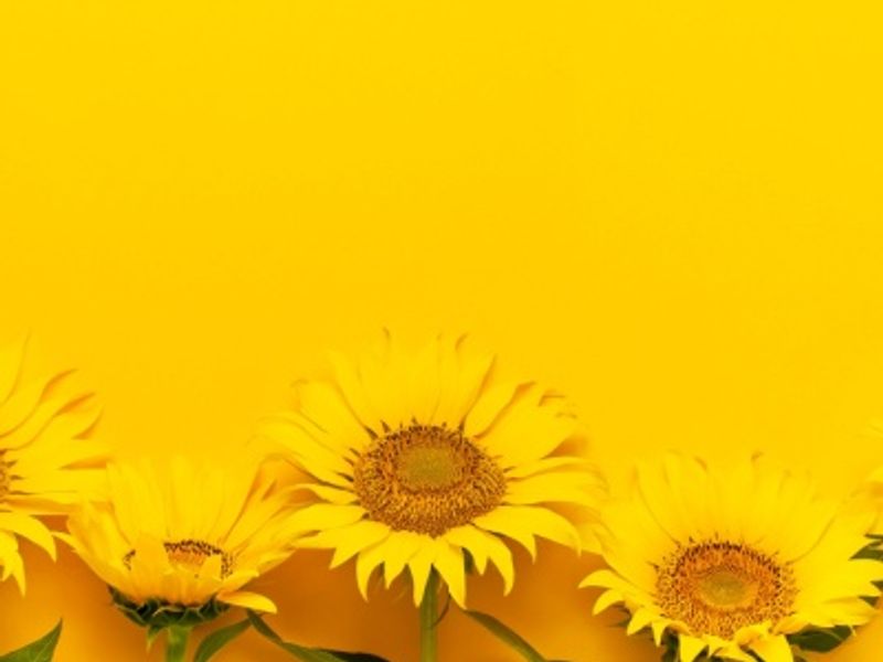 Avas Flowers