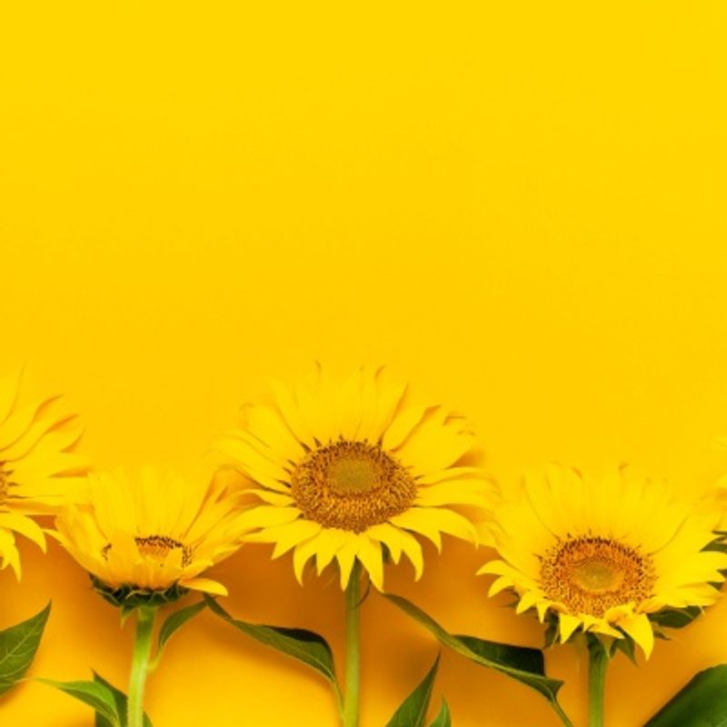 Avas Flowers