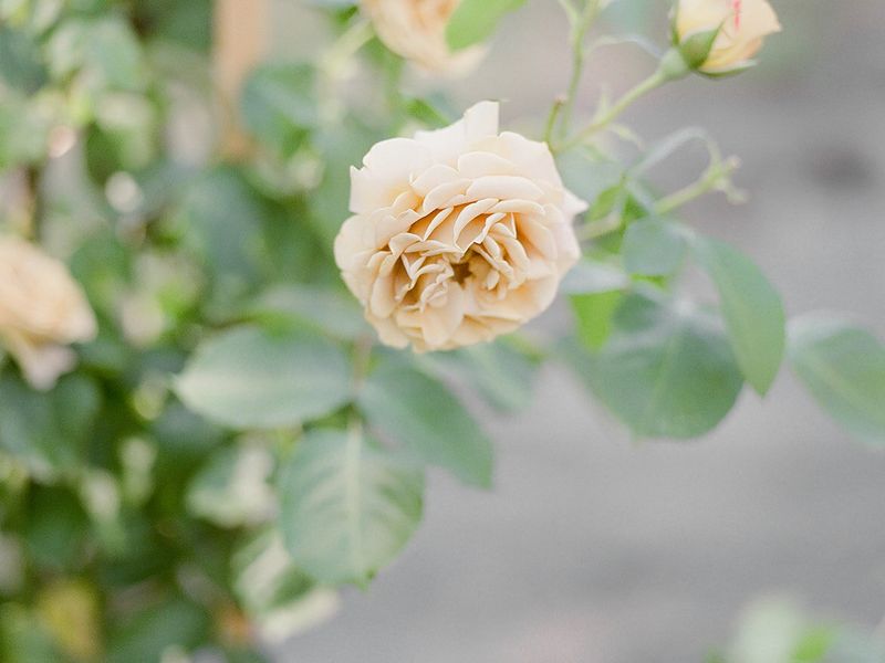 Leigh Rice Design & Flower Co.