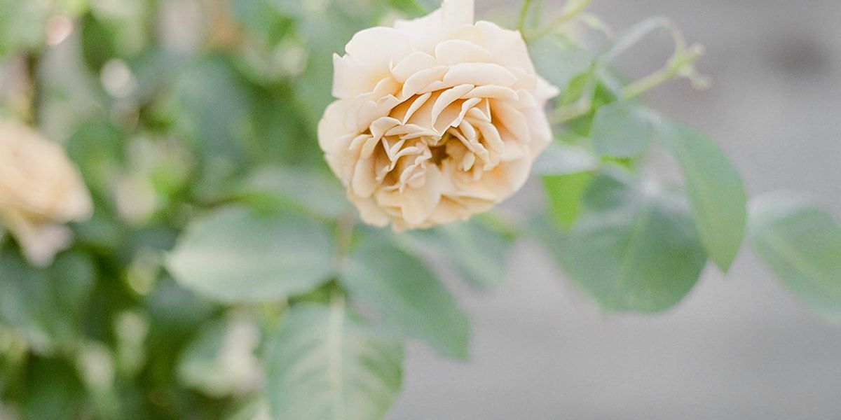 Leigh Rice Design & Flower Co.