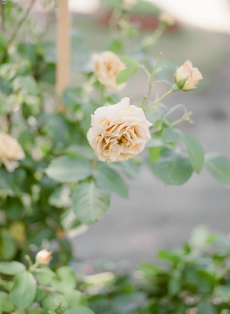 Leigh Rice Design & Flower Co.