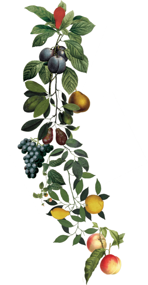 Portfolio image for Il Mercato