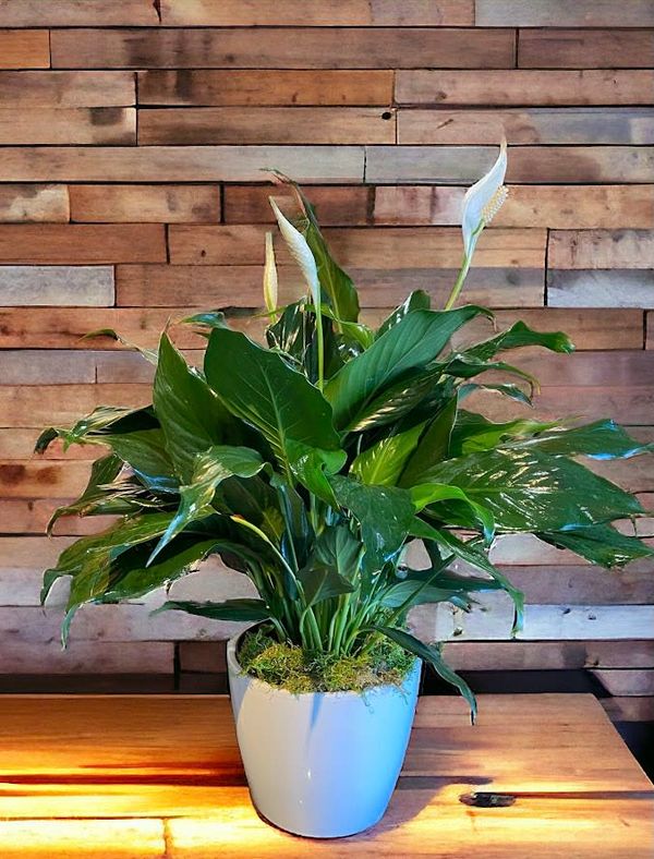 Portfolio image for The Waters Edge Flowers