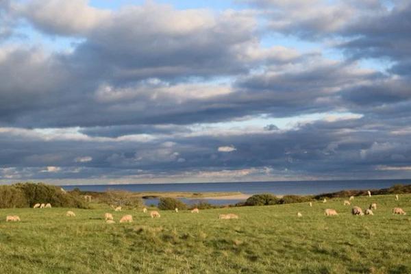 Portfolio image for Allen Farm Sheep & Wool Company