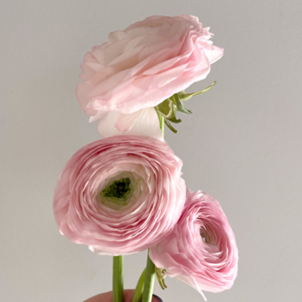 Portfolio image for Frances and Jane Floral Design