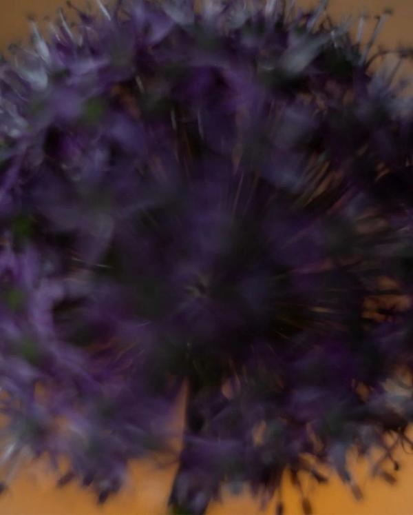 Portfolio image for Colibri Flowers