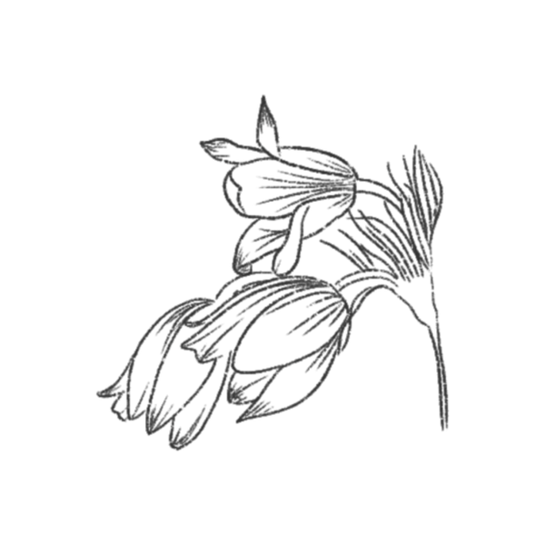 Portfolio image for Olive and Grace Floral Company