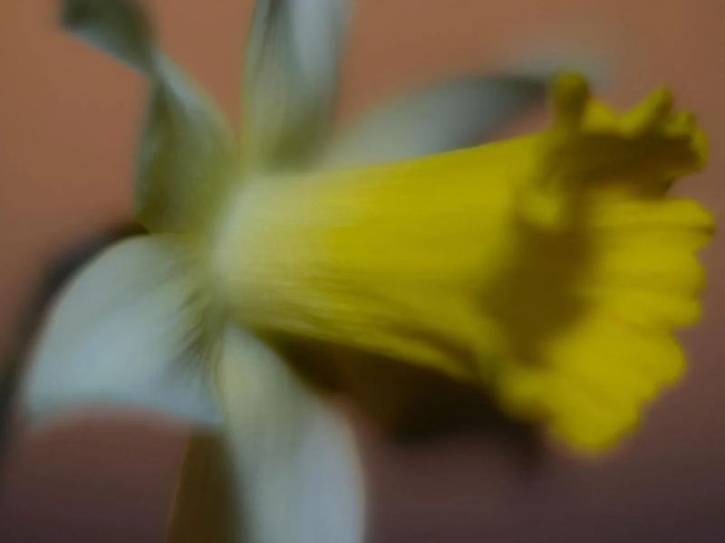 Colibri Flowers