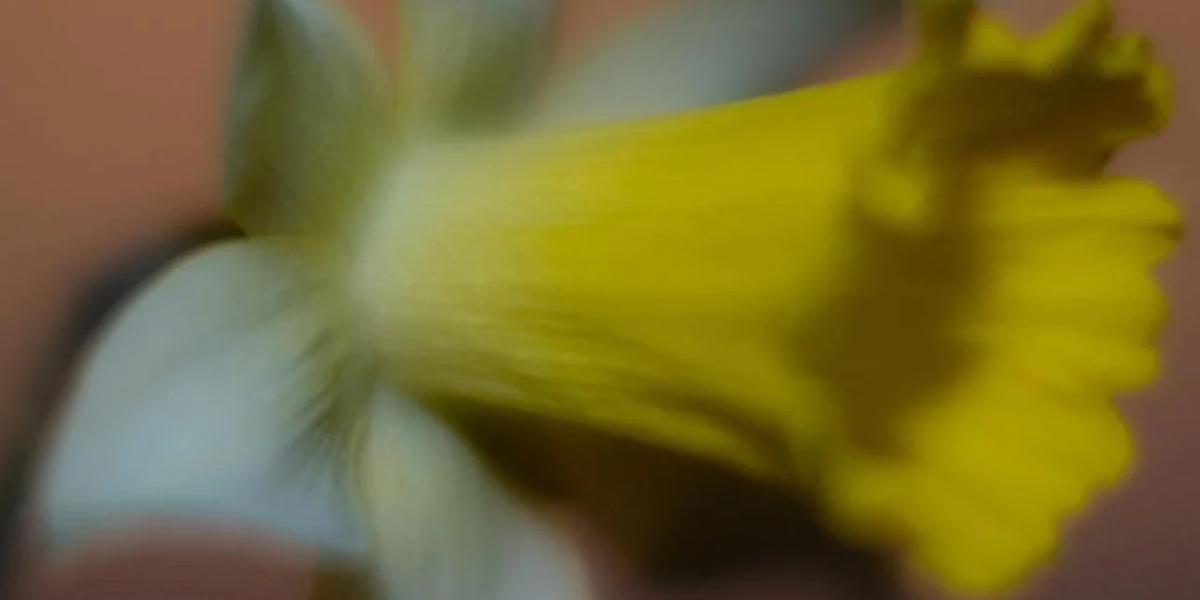 Colibri Flowers