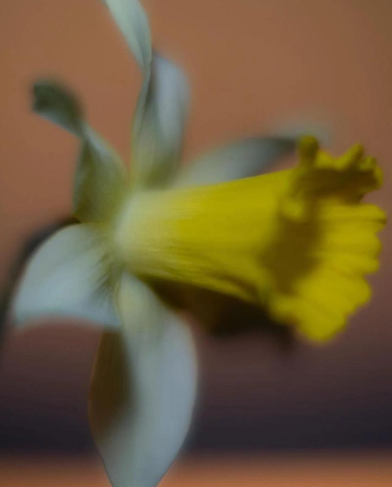 Colibri Flowers