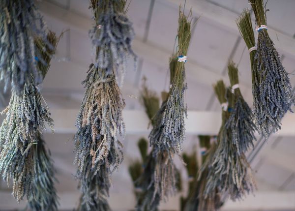Gallery image for Pine Creek Canyon Lavender Farm