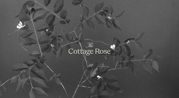 Portfolio image for The Cottage Rose