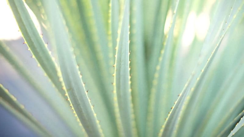 Agave of Sedona
