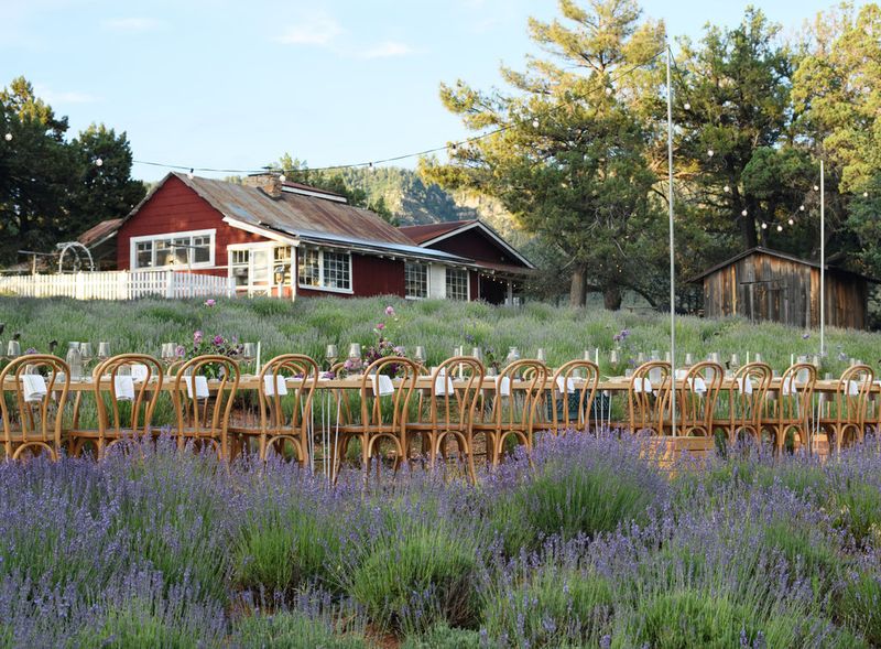 Pine Creek Canyon Lavender Farm
