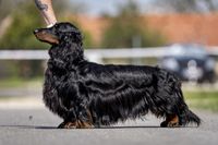 Gallery image 16 about Valleydachs Woggie