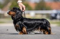 Gallery image 20 about JEUW. Valleydachs Joey