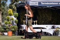 Gallery image 18 about Valleydachs Woggie