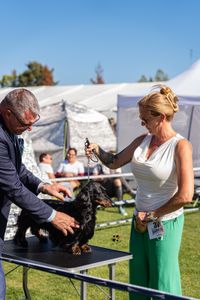 Gallery image 19 about Valleydachs Woggie