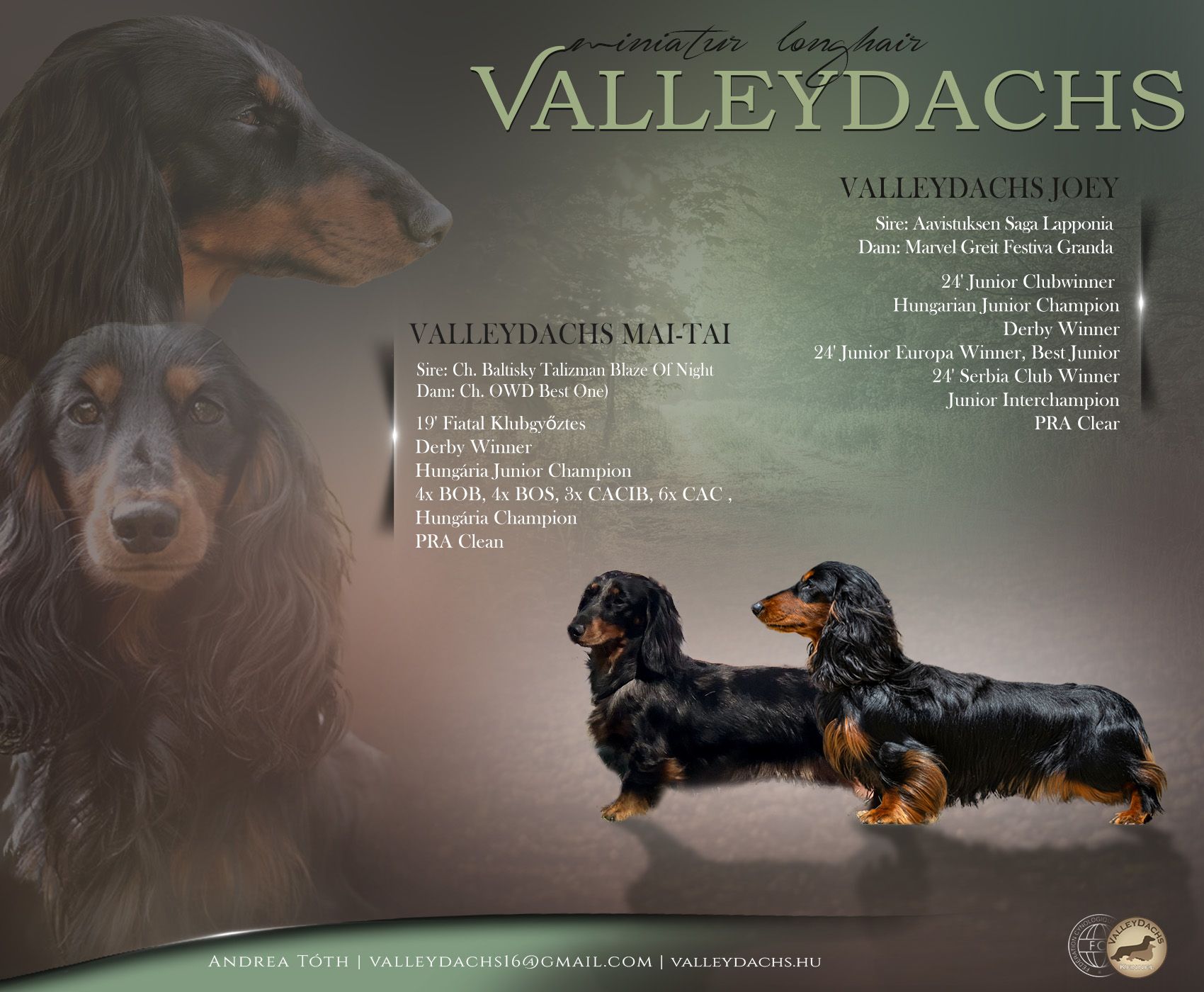 Valleydachs Joey - Valleydachs Mai-Tai poszter
